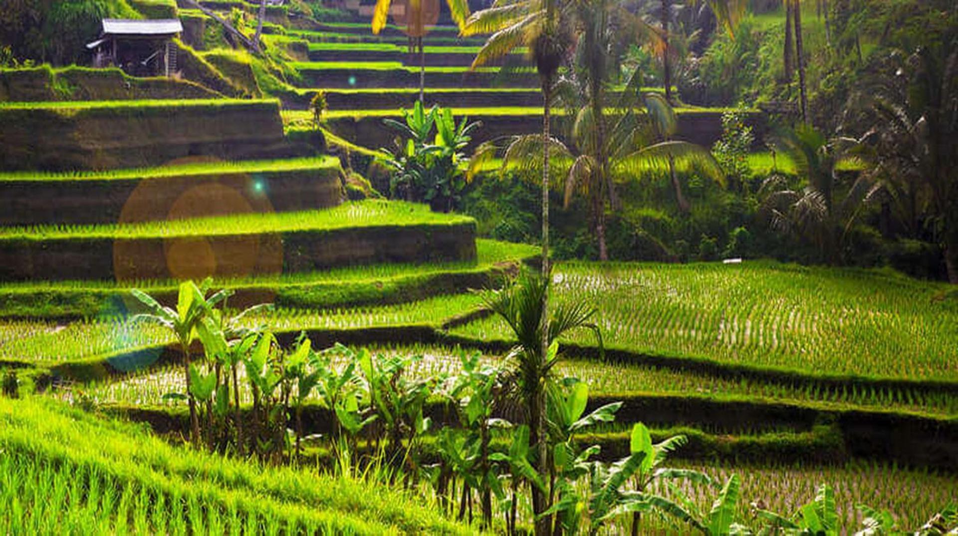 Villa Sary Akar Payangan Ngoại thất bức ảnh